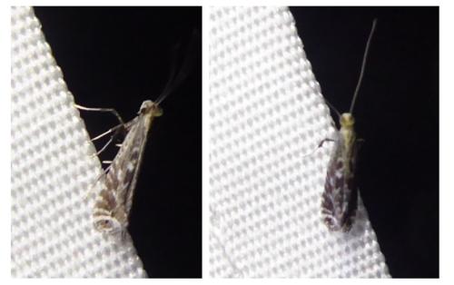 Réf. 301 997 : Parornix sp.